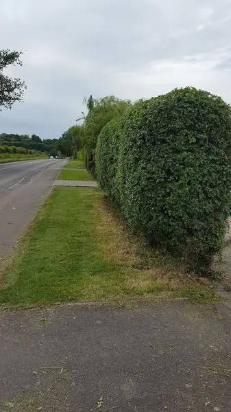 A tidy hedge and grass verge along a roadside path