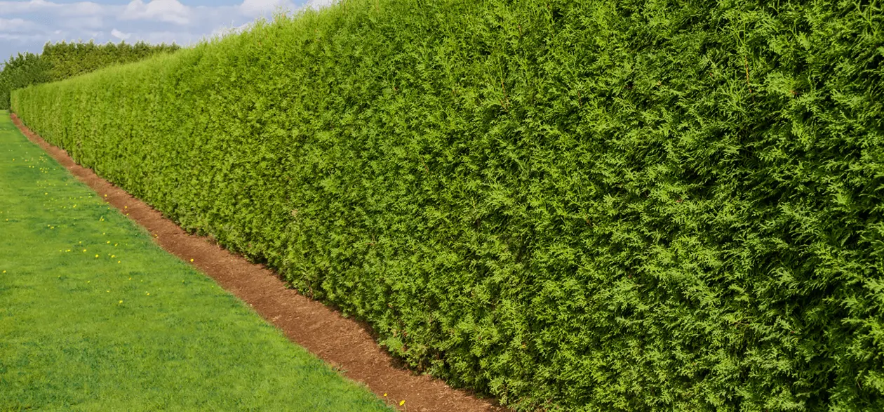 A long, sharply trimmed hedge after professional cutting