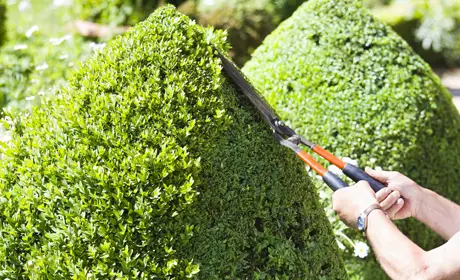 A neatly cut hedge after garden maintenance